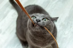 why do cats chew cables